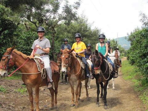 Tour on Mule Guatemala