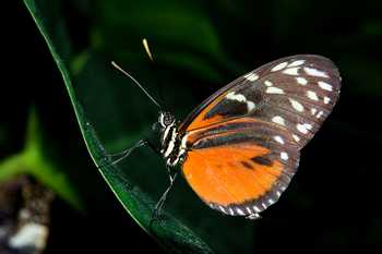 Night Rainforest Tour