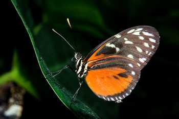 Night Rainforest Tour