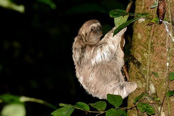 Tour Nocturno de la Selva Tropical photo 5