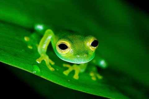 Tour Nocturno de la Selva Tropical