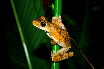 Tour Nocturno de la Selva Tropical photo 3