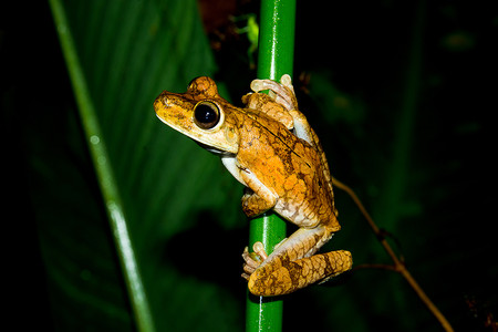 Tour Nocturno de la Selva Tropical photo 3