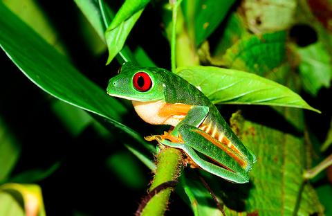 Night Rainforest Tour