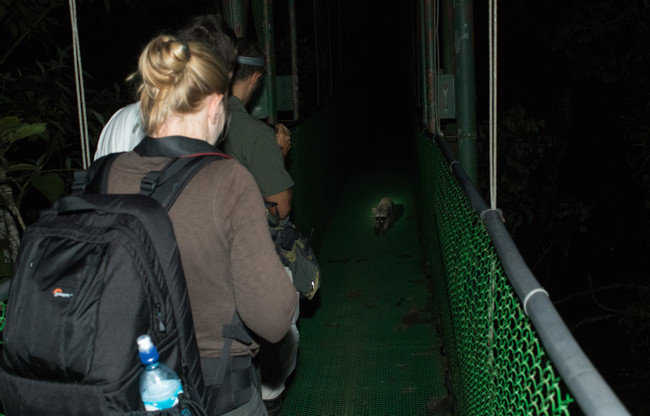 Tirimbina Night Walk photo