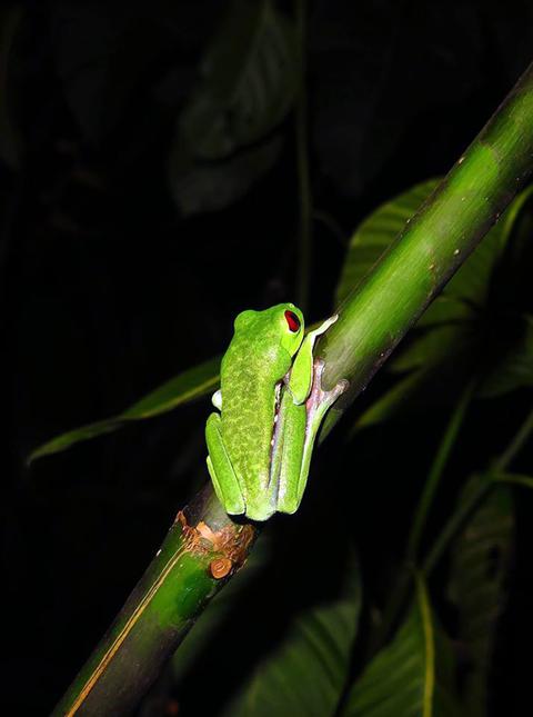Tour nocturno de vida silvestre Costa Rica