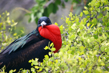 Santa Cruz, Ecuador Bird Watching