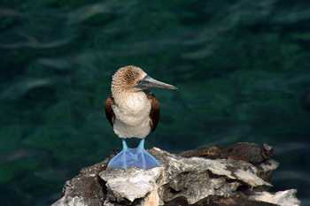 North Seymour Island Tour