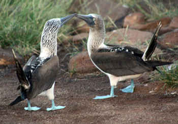 North Seymour Island Tour photo 5
