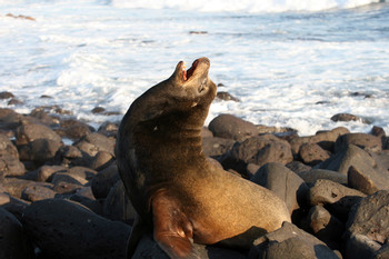 North Seymour Island Tour photo 3