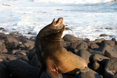 North Seymour Island Tour photo 3