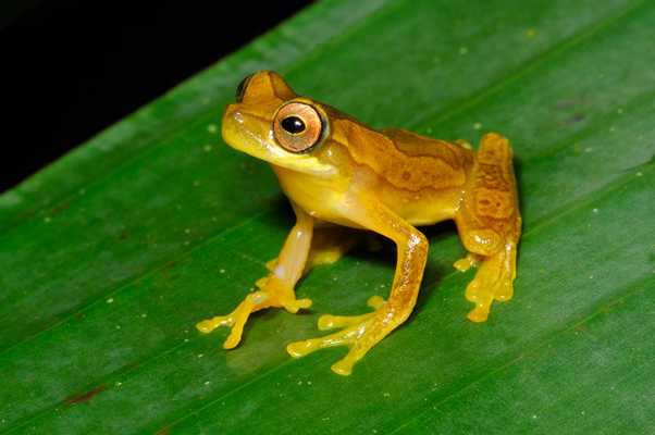 Arenal Oasis Frog Watching Night Tour