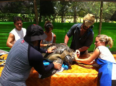 Osa Voluntariado en el agua