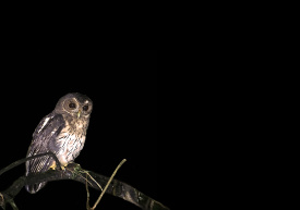 Owl Quest