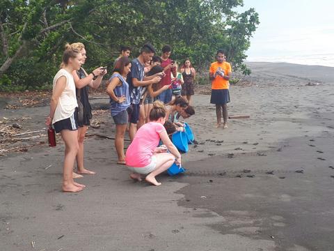 Pacuare Sea Turtle Volunteering Costa Rica