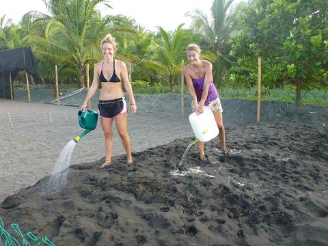 Pacuare Sea Turtle Volunteering