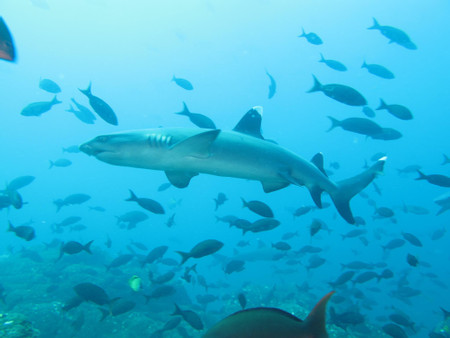 2 Day PADI Open Water Diver Certification Course photo 2
