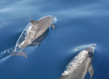 2 Day PADI Open Water Diver Certification Course photo 4
