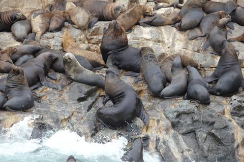 Palomino Islands Tour Peru