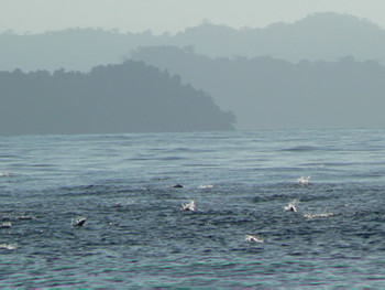 Panama Fishing Tour photo 3