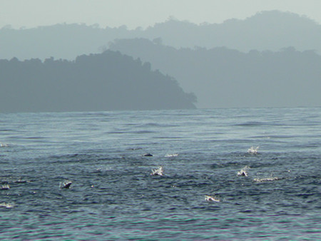 Panama Fishing Tour photo 3