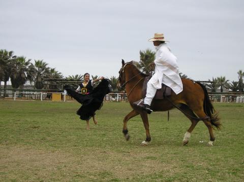 Peruvian Paso Horse Exhibition and Marinera Dance Peru