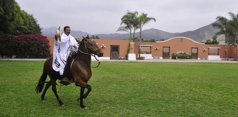 Peruvian Paso Horse Exhibition Peru
