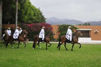 Peruvian Paso Horse Exhibition