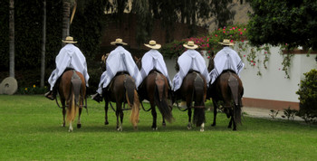 Exhibición Caballo Peruano de Paso photo 5