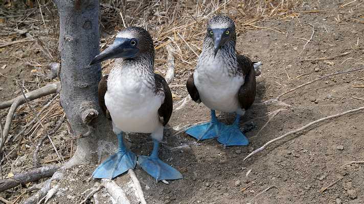 Plata Island Full-Day Tour