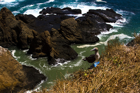 Plata Island Full-Day Tour photo 3