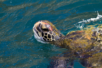 Plata Island Full-Day Tour photo 4