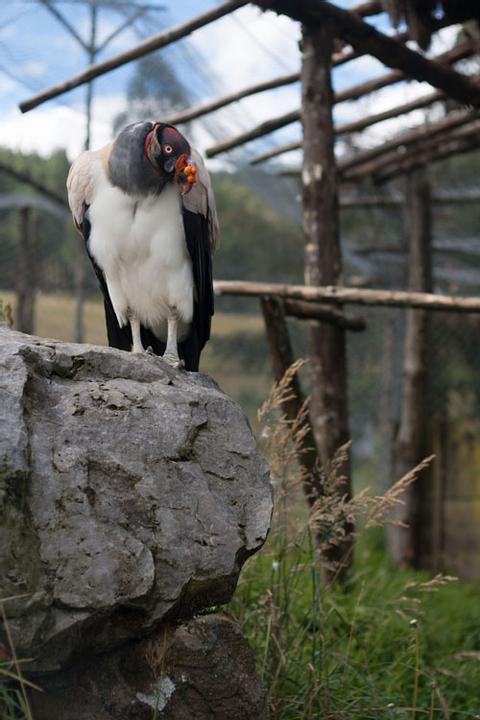 Porcón Farm Tour Peru