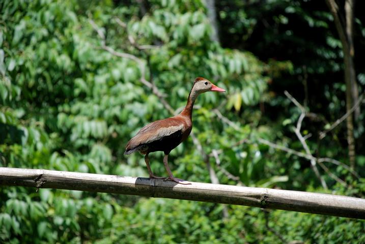 Wildlife Experiences Image: A bird (possibly a duck) with webbed feet, a brown and grey body, and a duck-like bill stands on a wooden railing.