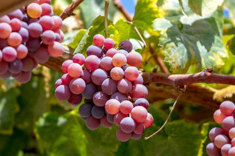 Quierolo Vineyard Tour Peru