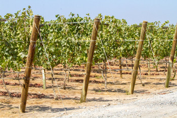 Quierolo Vineyard Tour photo 4
