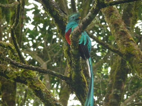 Biotopo del Quetzal Guatemala