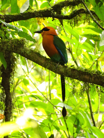 Tour de observación de aves en el bosque lluvioso photo 4