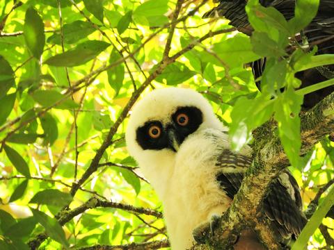Rainforest Birdwatching Tour Costa Rica