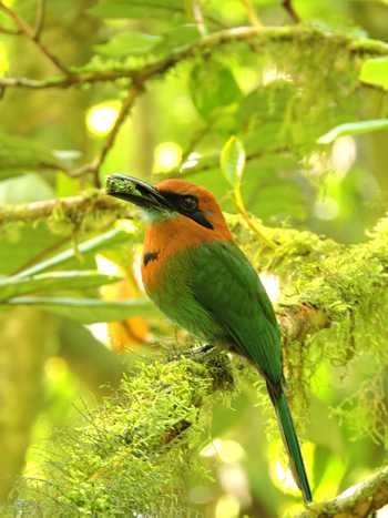 Rainforest Birdwatching Tour