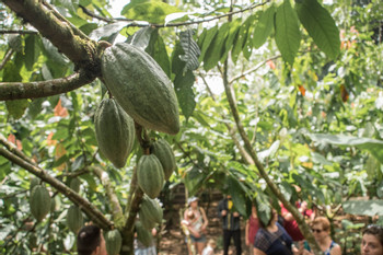 Rainforest Chocolate Tour photo 4