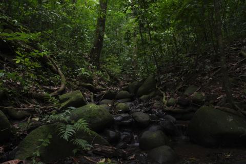 Rainforest Experience