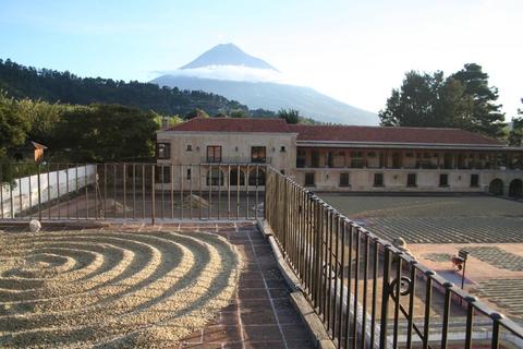 Ride Filadelfia Coffee Plantation