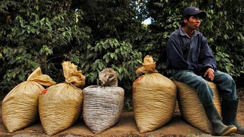 Paseo Por Los Cafetales de la Finca Filadelfia