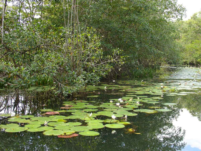 Río Dulce, Quiriguá y Copán de la Noche a la Mañana Photo