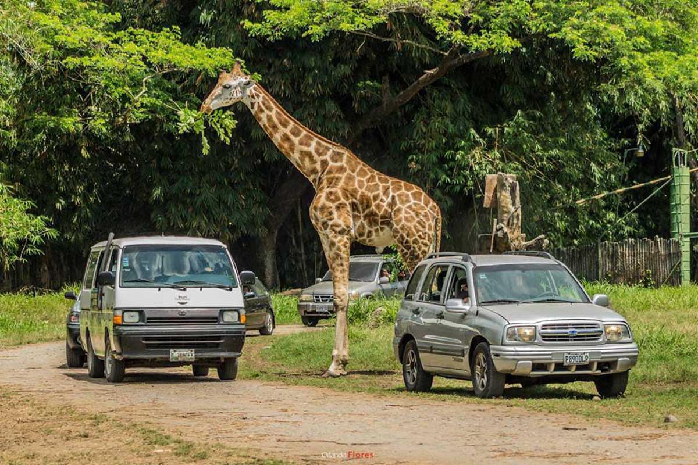 auto safari chapin photos