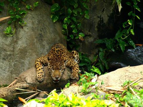 Auto Safari Chapin Tour Guatemala