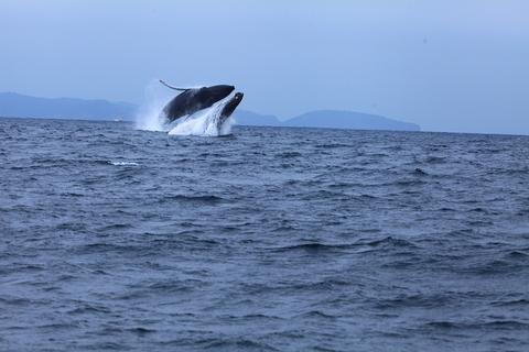Salinas: Humpback Whales Ecuador