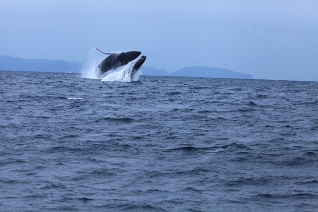 Salinas: Ballenas Jorobadas photo