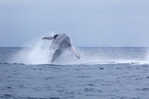 Salinas: Ballenas Jorobadas